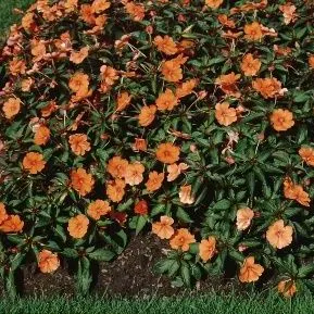 thumbnail for publication: Impatiens x New Guinea Hybrids New Guinea Impatiens